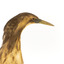Close up of the head of the Australaisn Bittern