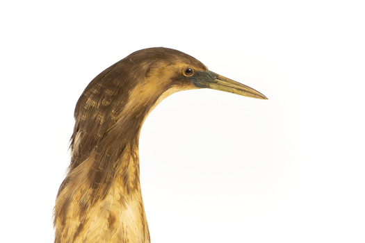 Close up of the head of the Australaisn Bittern