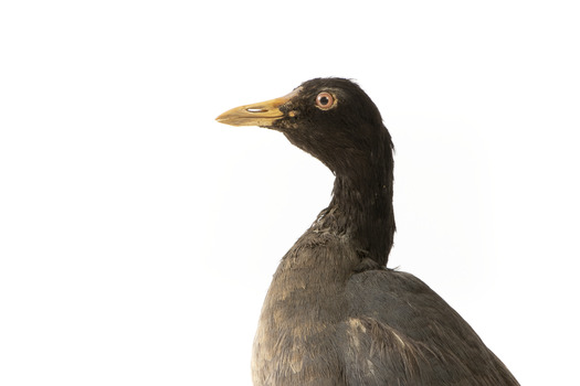 Close up of the left side of the Dusky Moorhen head