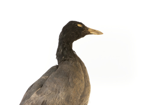 Close up of the head of the Dusky Moorhen 