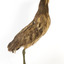Australasian Bittern standing on mount looking towards the left