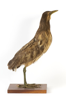 Australasian Bittern standing on mount looking towards the left
