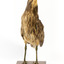 Australasian Bittern standing on mount looking towards the left