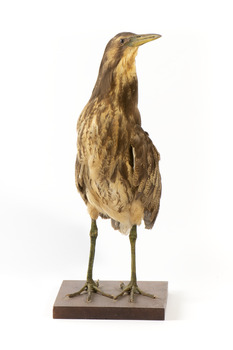 Australasian Bittern standing on mount looking towards the left