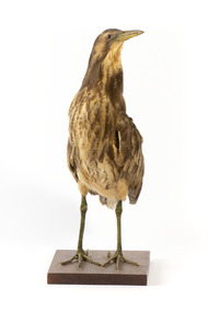 Australasian Bittern standing on mount looking towards the left