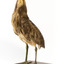 Australasian Bittern standing on mount looking towards the left