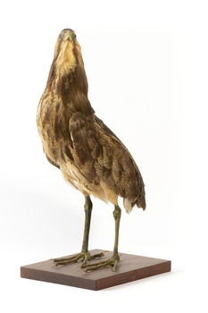 Australasian Bittern standing on mount looking towards the left