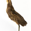 Australasian Bittern standing on mount looking towards the left