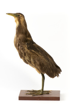 Australasian Bittern standing on mount looking towards the left