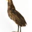 Australasian Bittern standing on mount looking towards the left