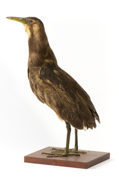 Australasian Bittern standing on mount looking towards the left