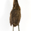 Australasian Bittern standing on mount looking towards the left