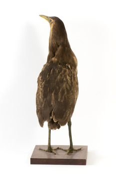Australasian Bittern standing on mount looking towards the left