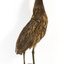 Australasian Bittern standing on mount looking towards the left