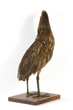 Australasian Bittern standing on mount looking towards the left