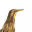 Australasian Bittern standing on mount looking towards the left