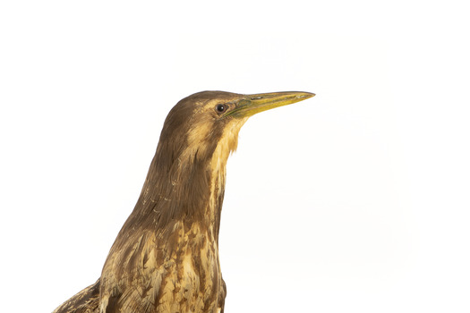 Australasian Bittern standing on mount looking towards the left