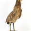 Australasian Bittern standing on mount looking towards the left