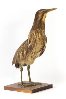 Australasian Bittern standing on mount looking towards the left