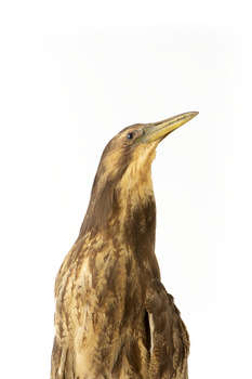 Australasian Bittern standing on mount looking towards the left