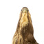 Australasian Bittern standing on mount looking towards the left