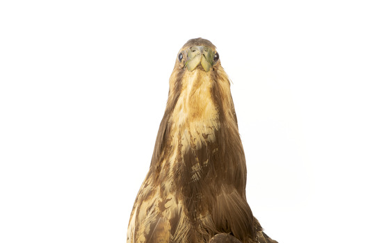 Australasian Bittern standing on mount looking towards the left