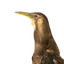 Australasian Bittern standing on mount looking towards the left