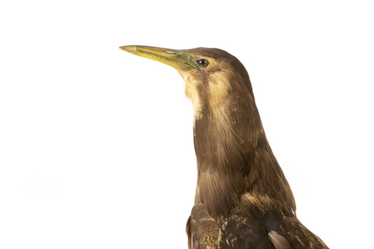 Australasian Bittern standing on mount looking towards the left