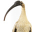Australian White Ibis standing on mount looking right