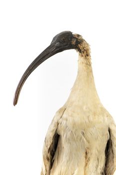 Australian White Ibis standing on mount looking right