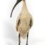 Australian White Ibis standing on mount looking right