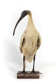 Australian White Ibis standing on mount looking right