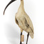 Australian White Ibis standing on mount looking right