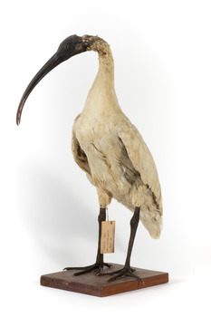 Australian White Ibis standing on mount looking right