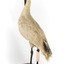 Australian White Ibis standing on mount looking right