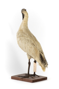 Australian White Ibis standing on mount looking right