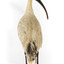 Australian White Ibis standing on mount looking right