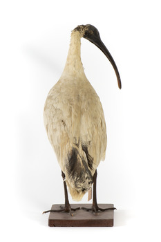 Australian White Ibis standing on mount looking right
