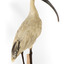 Australian White Ibis standing on mount looking right