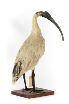 Australian White Ibis standing on mount looking right