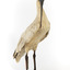 Australian White Ibis standing on mount looking right