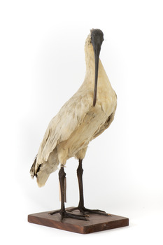 Australian White Ibis standing on mount looking right