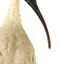 Australian White Ibis standing on mount looking right