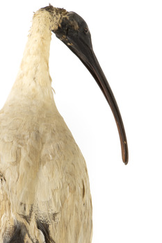 Australian White Ibis standing on mount looking right