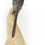 Australian White Ibis standing on mount looking right