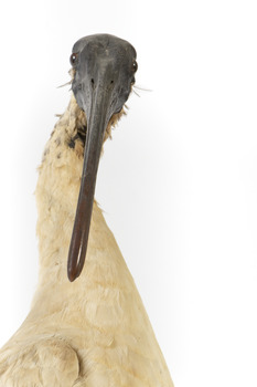 Australian White Ibis standing on mount looking right