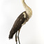 White-Necked Heron standing on wooden mount looking left