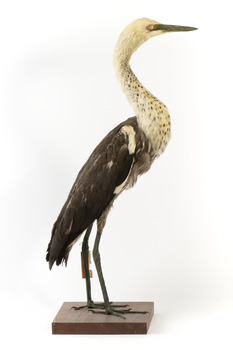 White-Necked Heron standing on wooden mount looking left