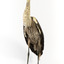 White-Necked Heron standing on wooden mount looking left