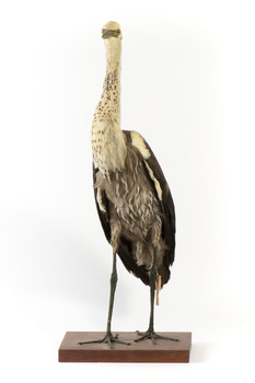 White-Necked Heron standing on wooden mount looking left